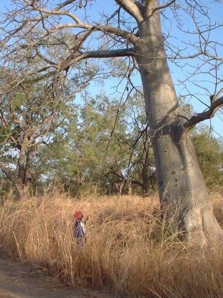 La récolte des fruits
        du Baobab