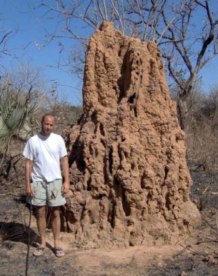 Une termitière
        géante