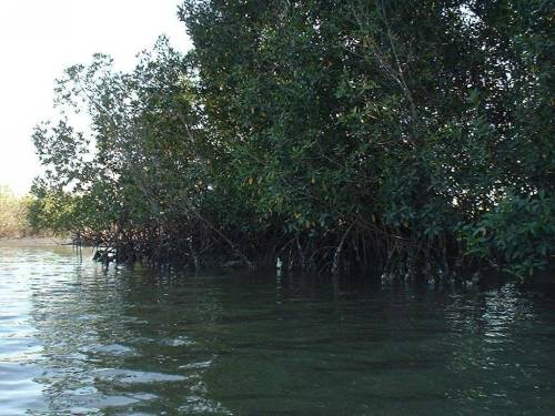 La mangrove
        toujours