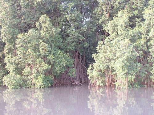 Encore la mangrove