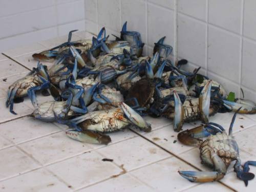 Les crabes aux
        pinces bleu