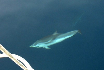L'un des multiples
      dauphins