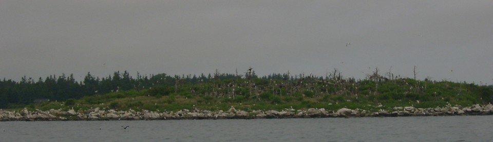 L'île aux Oiseaux, des milleirs