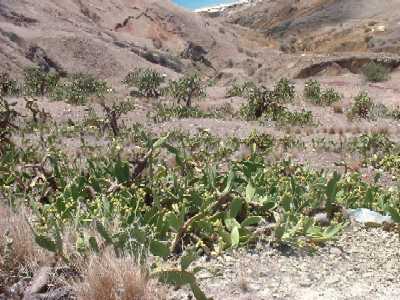 Les cactus sur une
        roche volcanique