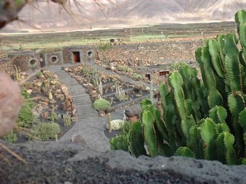 La culture des
        cactus