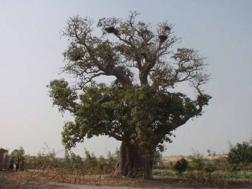 Un super Baobab
        fleuri
