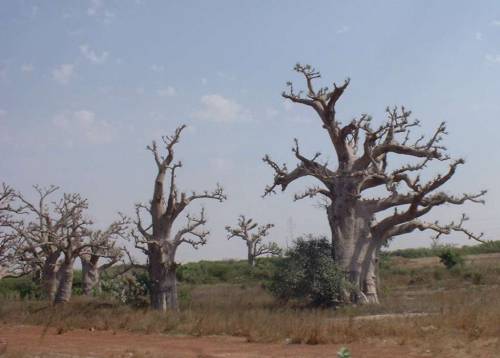 Les baobabs dans la
        savane